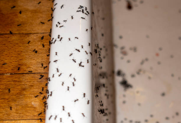 Best Ant Control Services  in Lake Holiday, IN