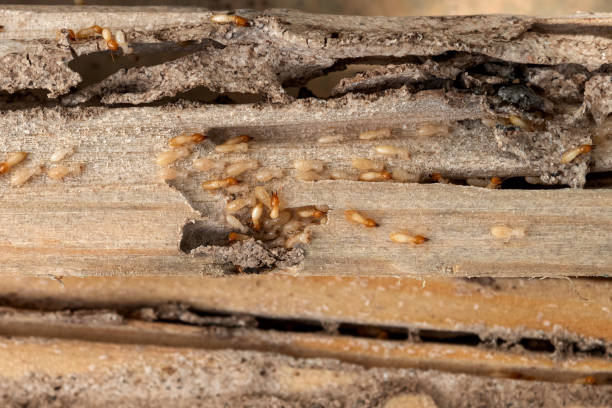 Best Insect Control  in Lake Holiday, IN